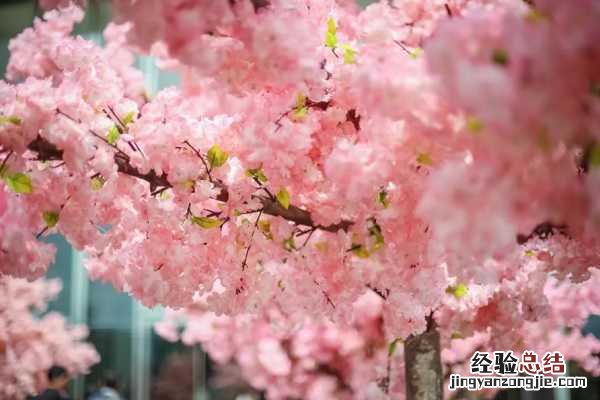 樱花果实能吃吗吃了会不会中毒 樱花果实能吃吗，吃了会不会中毒