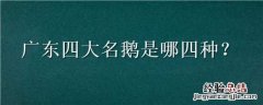 广东四大名鹅是哪四种 广东四大名鹅是哪四种鸟