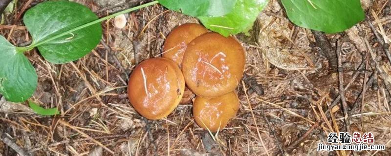 干蘑菇里的白虫是蛆吗 松蘑为什么有白色蛆虫