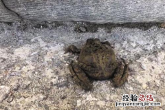 林蛙大棚养殖技术 林蛙大棚养殖技术视频