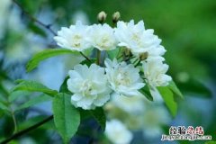 木香花的种植养护方法，注意事项有哪些