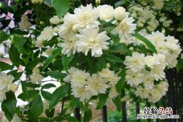 木香花的种植养护方法，注意事项有哪些