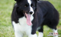 德国牧羊犬怎么养 德国牧羊犬怎么养?