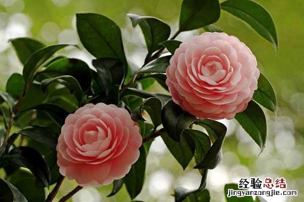茶花修剪技术 茶花修剪技术与管理