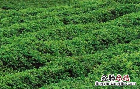 无公害茶叶种植技术 无公害茶园建设与管理技术