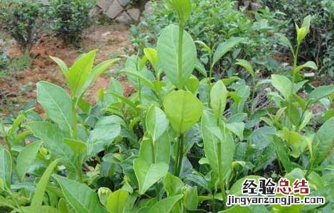 无公害茶叶种植技术 无公害茶园建设与管理技术