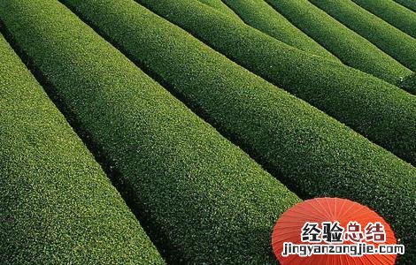 无公害茶叶种植技术 无公害茶园建设与管理技术