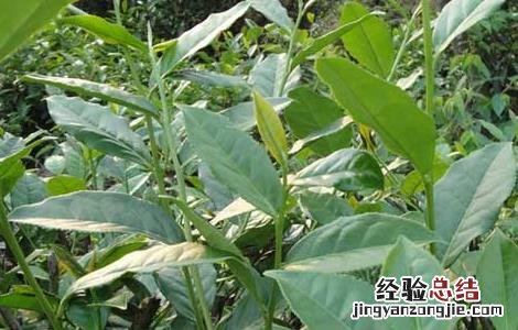 无公害茶叶种植技术 无公害茶园建设与管理技术