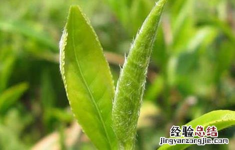 茶叶采摘技术要点 茶叶的采摘技术