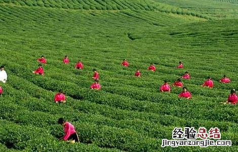 茶叶采摘技术要点 茶叶的采摘技术