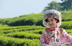 茶叶采摘技术要点 茶叶的采摘技术