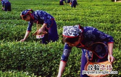 茶叶采摘技术要点 茶叶的采摘技术
