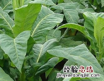 如何使用植物有效的防治茶叶害虫药 如何使用植物有效的防治茶叶害虫