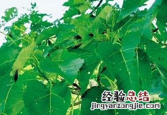 如何使用植物有效的防治茶叶害虫药 如何使用植物有效的防治茶叶害虫