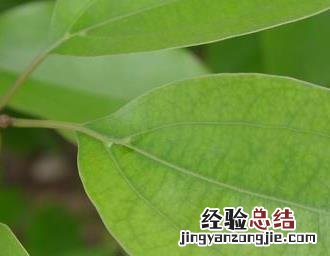 如何使用植物有效的防治茶叶害虫药 如何使用植物有效的防治茶叶害虫