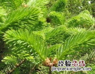 如何使用植物有效的防治茶叶害虫药 如何使用植物有效的防治茶叶害虫