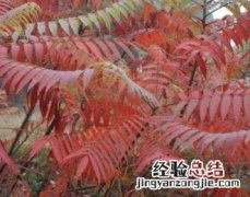 如何使用植物有效的防治茶叶害虫药 如何使用植物有效的防治茶叶害虫