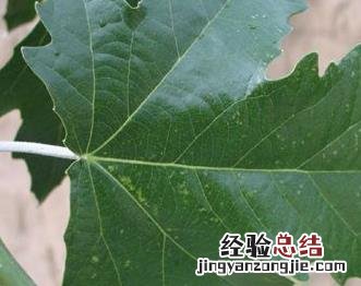 如何使用植物有效的防治茶叶害虫药 如何使用植物有效的防治茶叶害虫