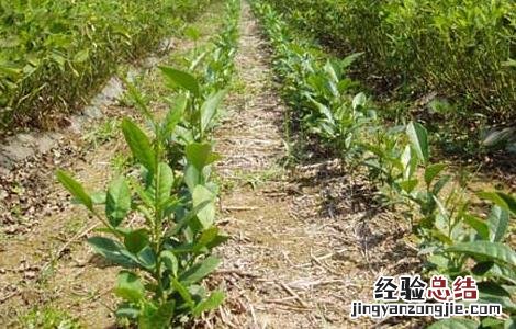 无性系茶叶种植技术 无性系茶苗的栽培技术