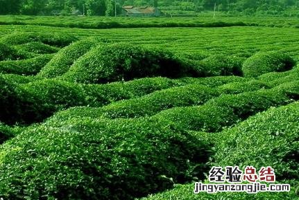 春季茶园管理抓六招促春茶增效 秋冬季茶园管理技术