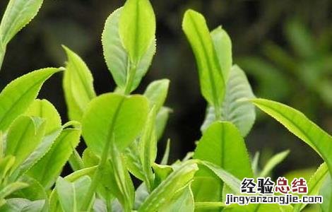 茶树蚜虫的防治方法 茶树种植中茶芽瘿蚊的防控技术