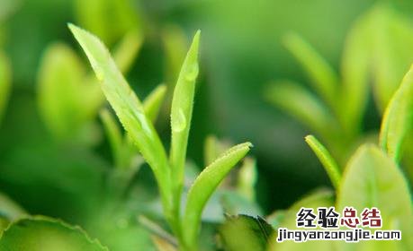 茶树蚜虫的防治方法 茶树种植中茶芽瘿蚊的防控技术
