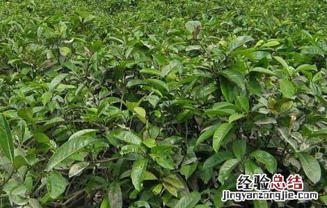 茶树蚜虫的防治方法 茶树种植中茶芽瘿蚊的防控技术