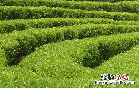 怎么避免茶叶农药 茶园农药的合理使用方法