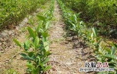 茶树育种品质鉴定方法有哪些 茶树育种品质鉴定方法