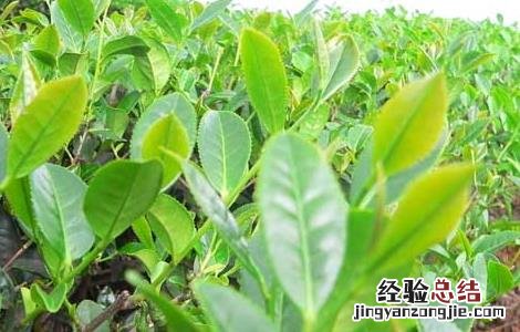 提高茶苗移栽成活率的办法有哪些 提高茶苗移栽成活率的办法