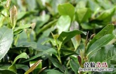 茶园抗旱保苗的应对措施 茶园抗旱保苗的应对措施有