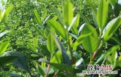苦丁茶高产栽培技术视频 苦丁茶高产栽培技术