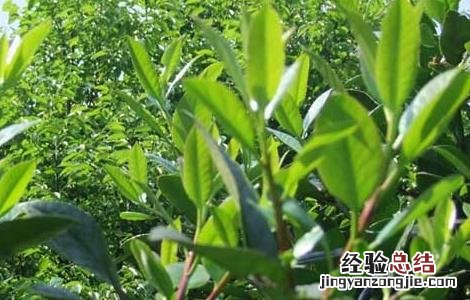 苦丁茶高产栽培技術视频 苦丁茶高产栽培技術