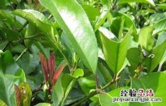 苦丁茶种植常见病虫害的防治技术与管理 苦丁茶种植常见病虫害的防治技术