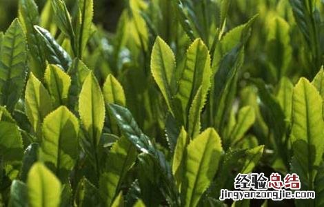 苦丁茶种植常见病虫害的防治技术与管理 苦丁茶种植常见病虫害的防治技术