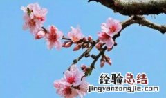 桃花的功效与作用有哪些 桃花有如下功效作用
