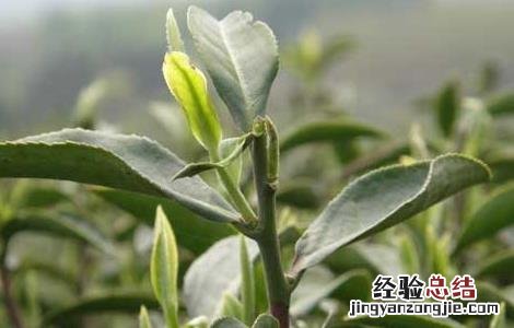 云南茶树栽培技术 贵州山区茶树栽培技术