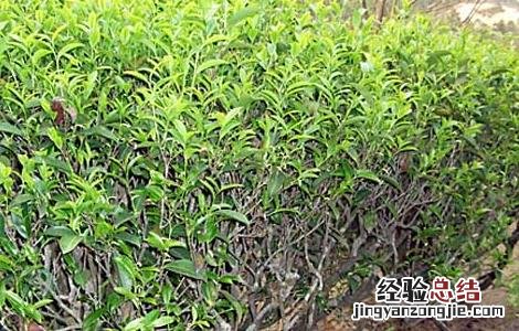云南茶树栽培技术 贵州山区茶树栽培技术