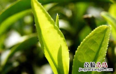 云南茶树栽培技术 贵州山区茶树栽培技术