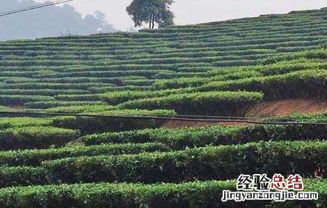 云南茶树栽培技术 贵州山区茶树栽培技术