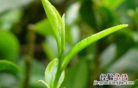 云南茶树栽培技术 贵州山区茶树栽培技术