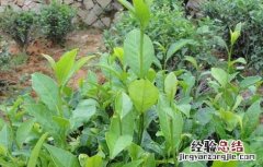 茶树栽植的茶籽直播和茶苗移栽技术一样吗 茶树栽植的茶籽直播和茶苗移栽技术