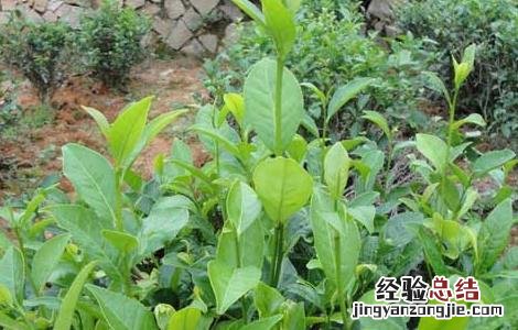 茶树栽植的茶籽直播和茶苗移栽技术一样吗 茶树栽植的茶籽直播和茶苗移栽技术