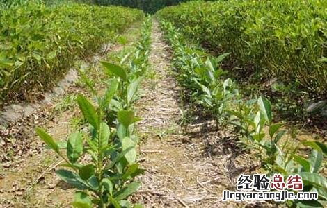 茶树栽植的茶籽直播和茶苗移栽技术一样吗 茶树栽植的茶籽直播和茶苗移栽技术