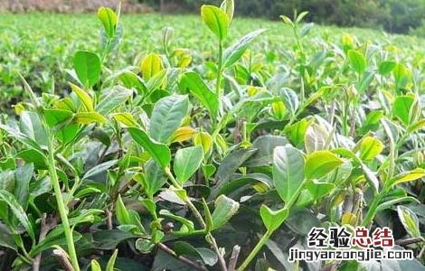 茶树栽植的茶籽直播和茶苗移栽技术一样吗 茶树栽植的茶籽直播和茶苗移栽技术
