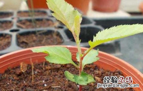 茶树种子繁殖技术 茶树种子繁殖技术视频