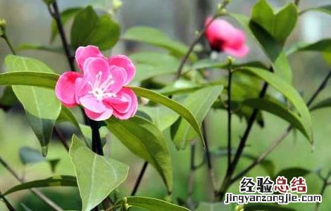 茶树种子繁殖技术 茶树种子繁殖技术视频