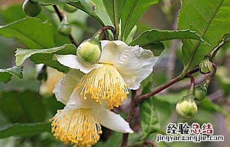 茶树种子繁殖技术 茶树种子繁殖技术视频
