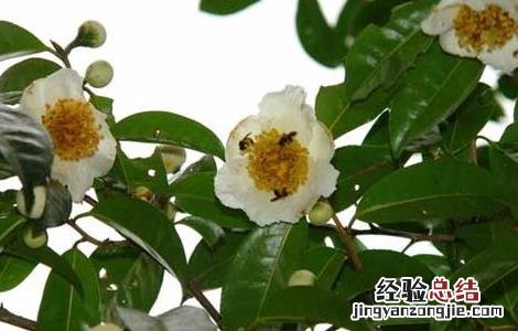 茶树种子繁殖技术 茶树种子繁殖技术视频