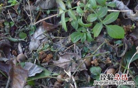 茶树种子繁殖技术 茶树种子繁殖技术视频